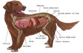 Köpeklerde ishal ve nedenlere nasıl tedavi edilir